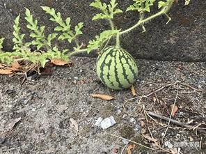 网红吃瓜去哪里,揭秘热门事件聚集地